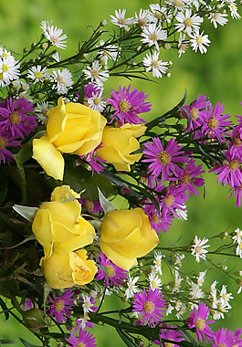 位圖 植物圖案 花朵 寫(xiě)實(shí)花卉 野花 免費(fèi)素材