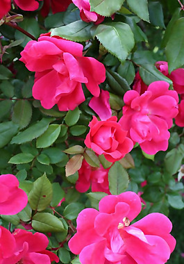 位圖 植物圖案 花朵 寫實花卉 月季 免費素材