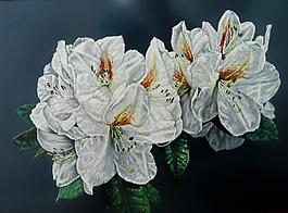 位圖 植物圖案 寫意花卉 花朵 免費素材