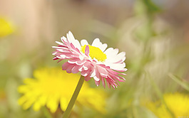 位圖 植物圖案 寫實花卉 花朵 野花 免費(fèi)素材