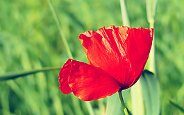 位圖 植物圖案 寫實(shí)花卉 花朵 野花 免費(fèi)素材
