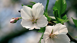 位圖 植物圖案 寫實(shí)花卉 花朵 小桃花 免費(fèi)素材