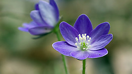 位圖 植物圖案 寫實(shí)花卉 花朵 野花 免費(fèi)素材