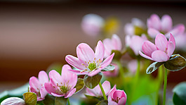 位圖 植物圖案 寫實(shí)花卉 花朵 野花 免費(fèi)素材