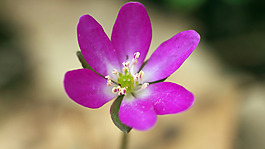 位圖 植物圖案 寫(xiě)實(shí)花卉 花朵 野花 免費(fèi)素材