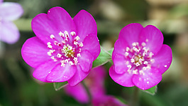 位圖 植物圖案 寫實(shí)花卉 花朵 野花 免費(fèi)素材