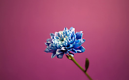 位圖 植物圖案 寫實(shí)花卉 花朵 菊花 免費(fèi)素材