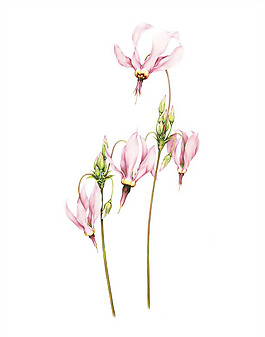 位圖 植物圖案 寫意花卉 花朵 免費(fèi)素材