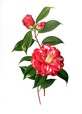 位图 植物图案 写意花卉 花朵 免费素材