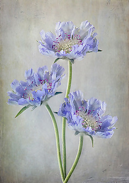 位图 植物图案 写意花卉 花朵 免费素材