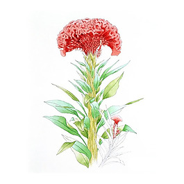 位圖 寫意花卉 藝術(shù)效果 手繪 免費(fèi)素材