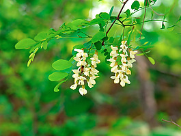 位圖 植物圖案 花朵 寫(xiě)實(shí)花卉 野花 免費(fèi)素材
