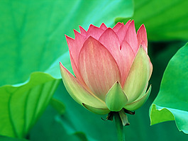 位圖 植物圖案 花朵 寫實(shí)花卉 荷花 免費(fèi)素材