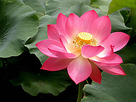 位圖 植物圖案 花朵 寫實花卉 荷花 免費素材