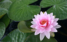 位圖 植物圖案 花朵 寫實花卉 荷花 免費素材