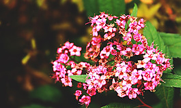 位圖 植物圖案 花朵 寫實花卉 小桃花 免費素材