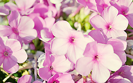位圖 寫實(shí)花卉 植物 花朵 野花 免費(fèi)素材