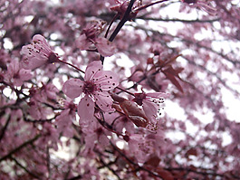 位圖 寫(xiě)實(shí)花卉 植物 花朵 梅花 免費(fèi)素材