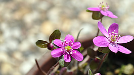 位圖 寫實(shí)花卉 植物 花朵 野花 免費(fèi)素材