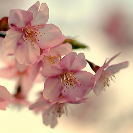 位圖 寫實(shí)花卉 植物 花朵 櫻花 免費(fèi)素材
