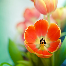 位圖 寫實(shí)花卉 植物 花朵 野花 免費(fèi)素材