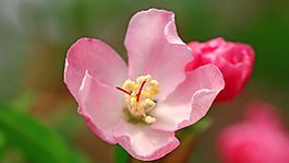 位圖 寫實(shí)花卉 植物 花朵 野花 免費(fèi)素材