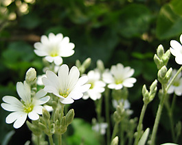 位圖 寫實(shí)花卉 植物 花朵 野花 免費(fèi)素材