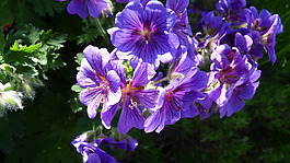位圖 寫實(shí)花卉 植物 花朵 牽?；?免費(fèi)素材