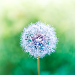 位圖 植物圖案 花朵 寫實花卉 蒲公英 免費素材