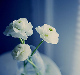 位圖 植物圖案 花朵 寫實(shí)花卉 月季 免費(fèi)素材