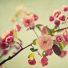 位圖 寫實(shí)花卉 植物 花朵 櫻花 免費(fèi)素材