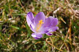 位圖 寫實(shí)花卉 植物 花朵 野花 免費(fèi)素材