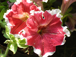 位圖 寫(xiě)實(shí)花卉 植物 花朵 牽?；?免費(fèi)素材