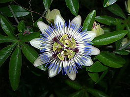 位圖 寫實(shí)花卉 植物 花朵 野花 免費(fèi)素材