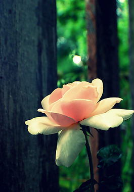 位圖 寫(xiě)實(shí)花卉 植物 花朵 玫瑰 免費(fèi)素材