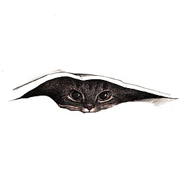 位图 动物图案 猫 手绘 被子 免费素材
