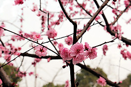 位圖 寫(xiě)實(shí)花卉 植物 花朵 梅花 免費(fèi)素材