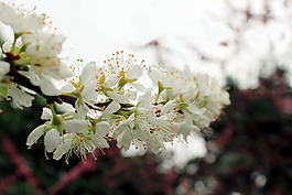 位圖 寫實(shí)花卉 植物 花朵 小桃花 免費(fèi)素材