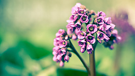 位圖 寫實(shí)花卉 植物 花朵 小桃花 免費(fèi)素材