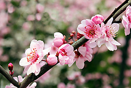位圖 寫(xiě)實(shí)花卉 植物 花朵 梅花 免費(fèi)素材