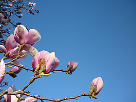 位圖 寫實(shí)花卉 植物 花朵 野花 免費(fèi)素材