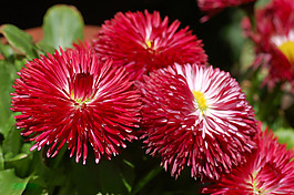 位圖 寫實(shí)花卉 植物 花朵 野花 免費(fèi)素材