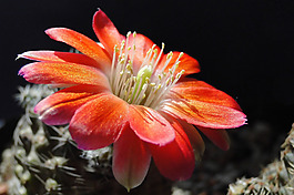 位圖 寫實(shí)花卉 植物 花朵 野花 免費(fèi)素材