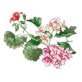 位圖 寫意花卉 植物 花朵 免費素材