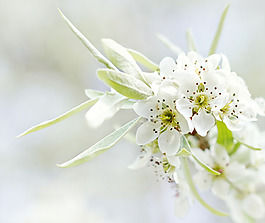 位圖 植物圖案 花朵 寫實花卉 小桃花 免費素材