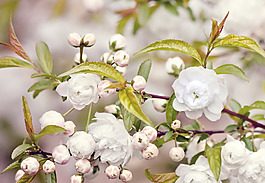 位圖 植物圖案 花朵 寫實花卉 小桃花 免費素材