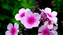 位圖 植物圖案 花朵 寫(xiě)實(shí)花卉 牽牛花 免費(fèi)素材