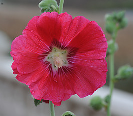 位圖 寫實(shí)花卉 植物 花朵 水仙花 免費(fèi)素材