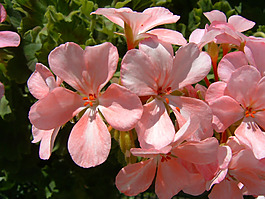 位圖 寫實(shí)花卉 植物 花朵 水仙花 免費(fèi)素材