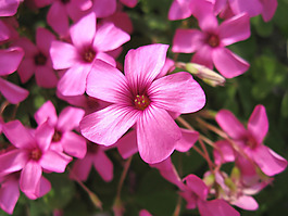 位圖 寫實(shí)花卉 植物 花朵 野花 免費(fèi)素材